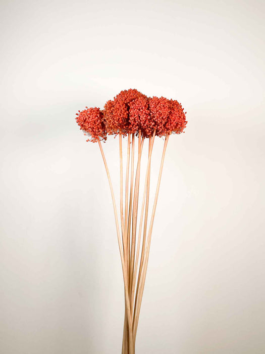 ALLIUM » arancione essiccato colorato piccolo 10 steli