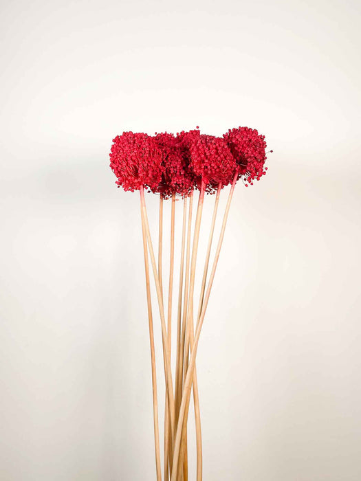 ALLIUM » rosso essiccato colorato piccolo 10 steli