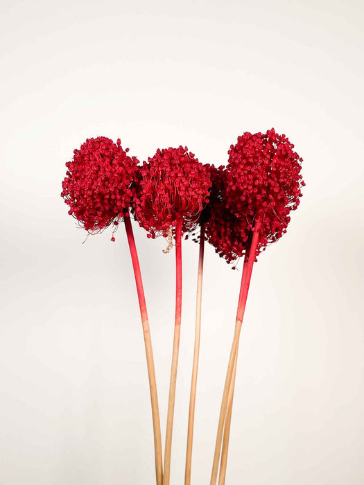 ALLIUM » rosso essiccato colorato grande 5 steli