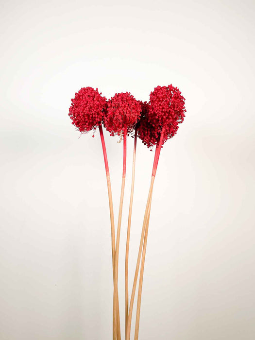 ALLIUM » rosso essiccato colorato grande 5 steli