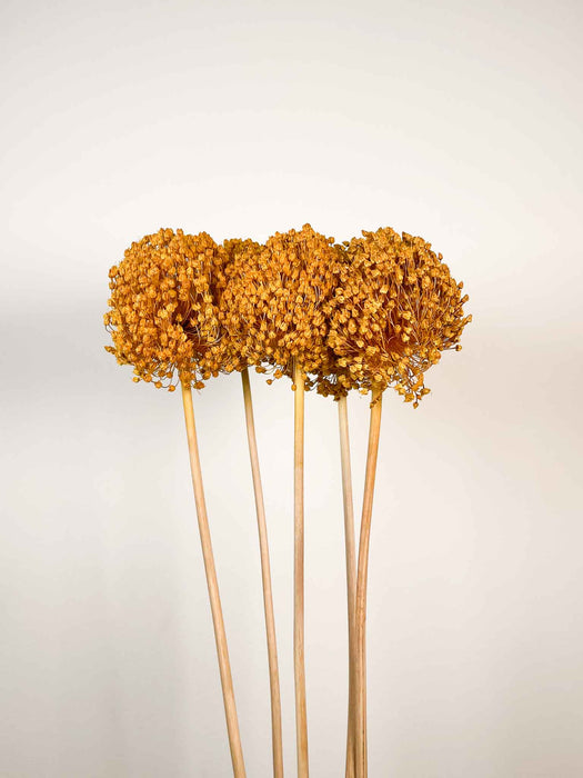 ALLIUM » giallo ocra essiccato colorato grande 5 steli