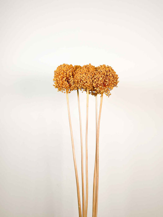 ALLIUM » giallo ocra essiccato colorato grande 5 steli