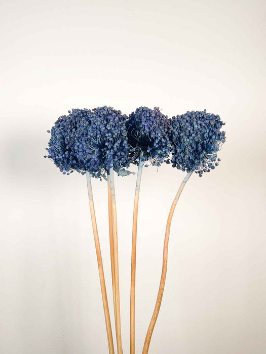ALLIUM » blu essiccato colorato grande 5 steli
