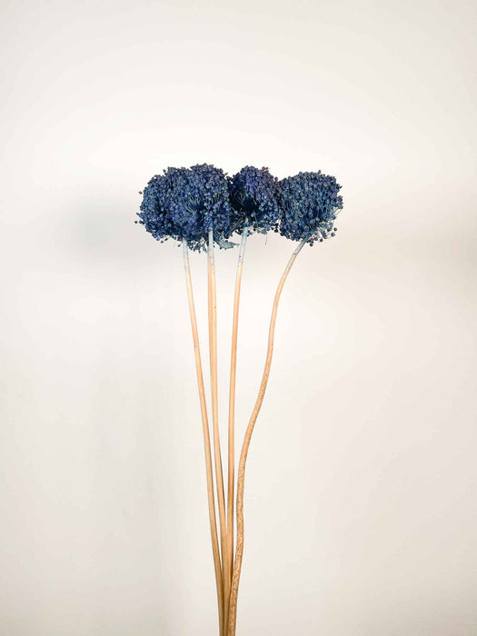 ALLIUM » blu essiccato colorato grande 5 steli