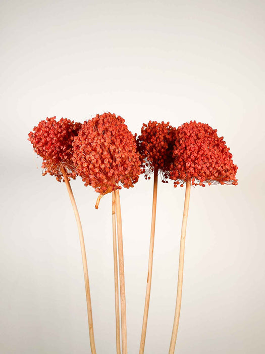 ALLIUM » arancione essiccato colorato grande 5 steli