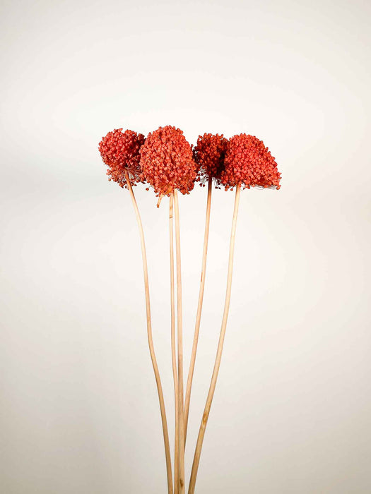 ALLIUM » arancione essiccato colorato grande 5 steli