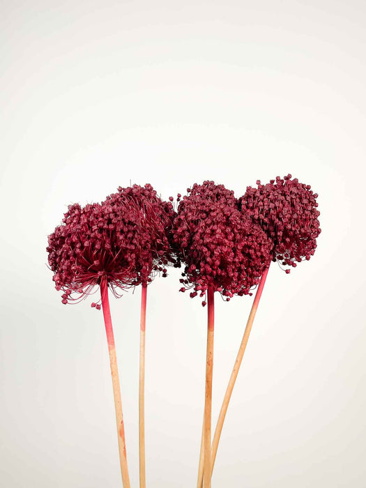 ALLIUM » bordeaux essiccato colorato grande 5 steli