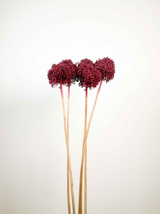 ALLIUM » bordeaux essiccato colorato grande 5 steli