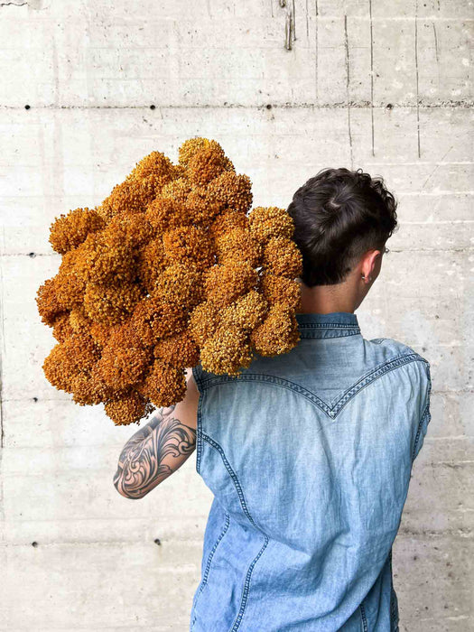 ALLIUM » giallo ocra essiccato colorato grande 5 steli