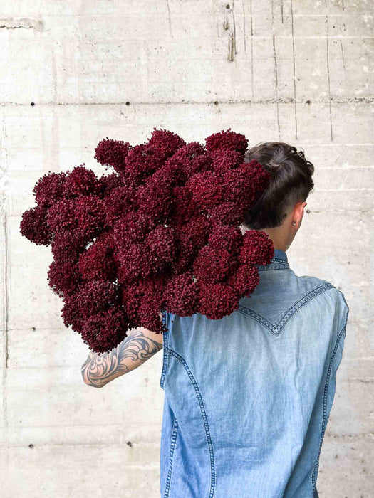 ALLIUM » bordeaux essiccato colorato grande 5 steli