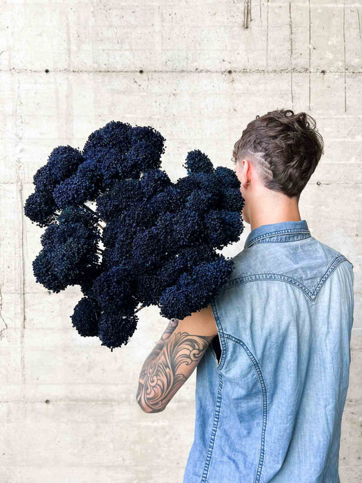 ALLIUM » blue dried small 10 stems