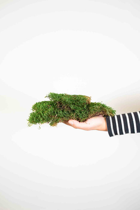 FLORIANO » Preserved flat green Moss