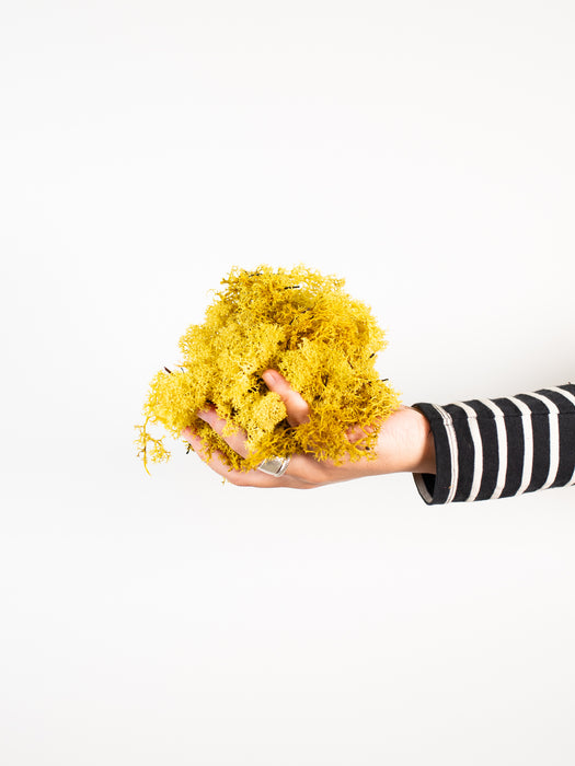 LUCIANO » Preserved yellow Nordic Moss 200gr