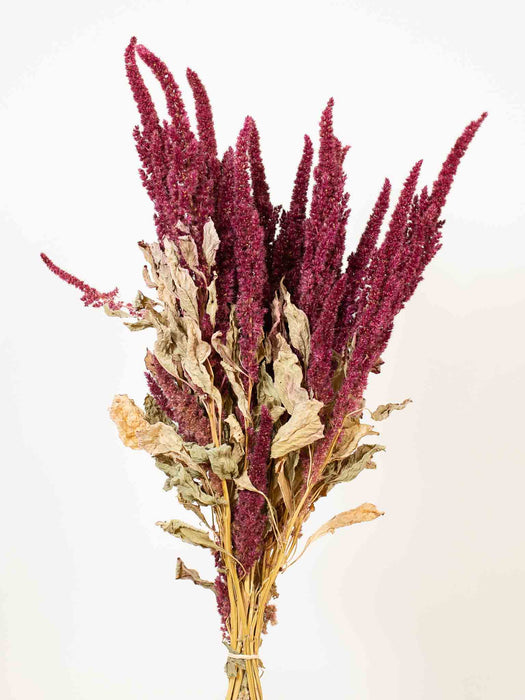 FAZIO » Burgundy dried natural Amaranthus bouquet