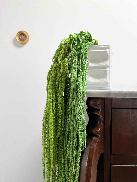 SAURO » Preserved light green drooping Amaranthus