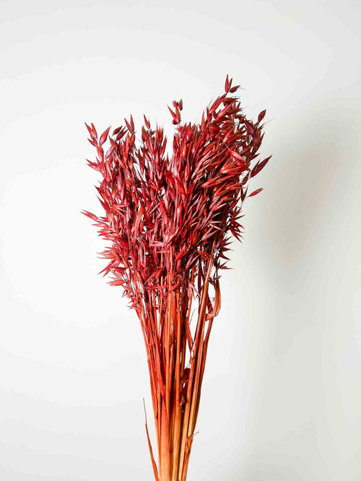 PARIDE » Mazzo di Avena coltivata marrone