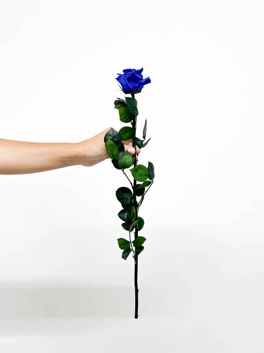 ROSA » Blue Rose stem - 50 cm