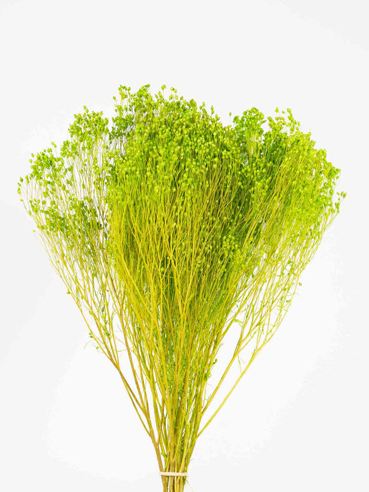 CORRADO » Apple green Broom Bloom bouquet