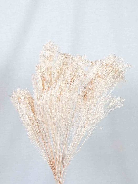 NOVELLA » White Broom Bloom bouquet