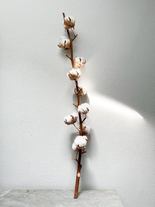 CAMILLO » Cotton flower stem branch with 9 flowers