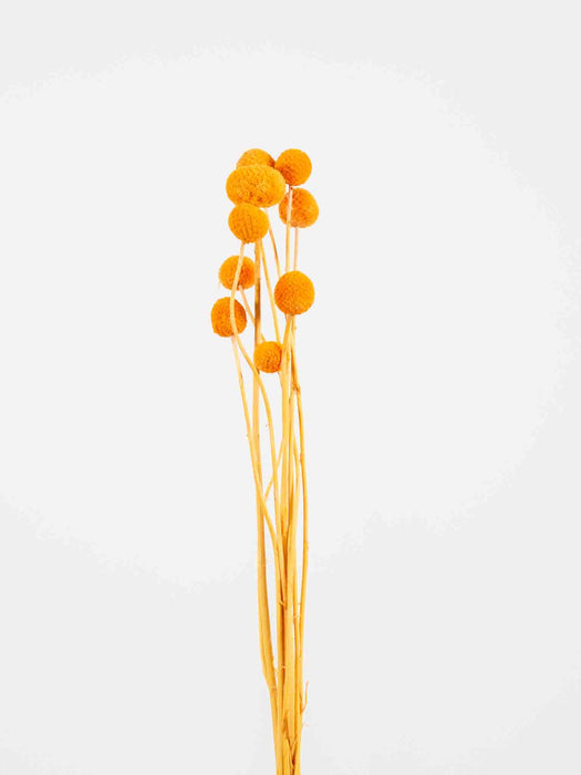 MARTINA » Mazzo di Craspedia arancione 10 steli