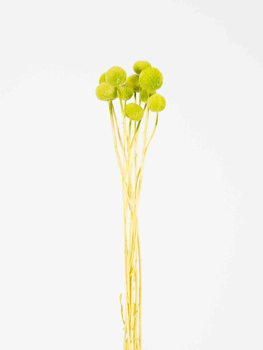 FRANCESCO » Mazzo di Craspedia verde mela 10 steli
