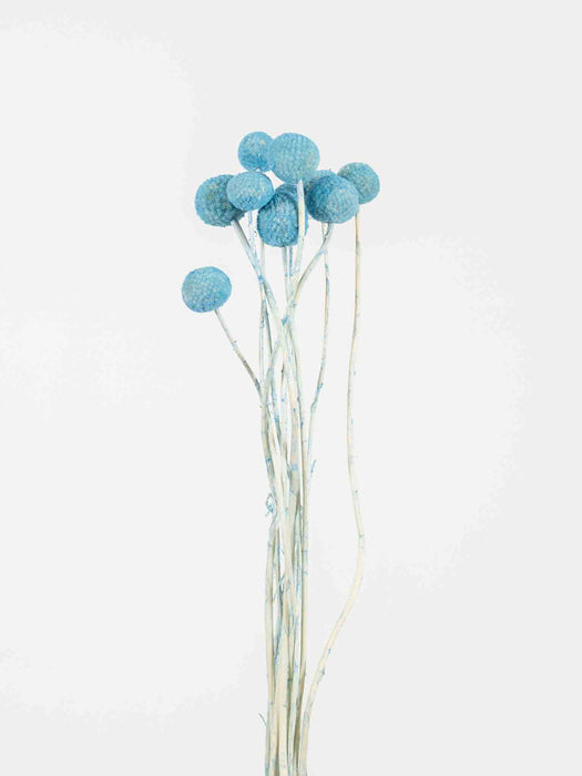 TOMMASO » Mazzo di Craspedia celeste 10 steli