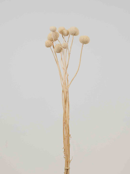 EDOARDO » Mazzo di Craspedia bianca 10 steli