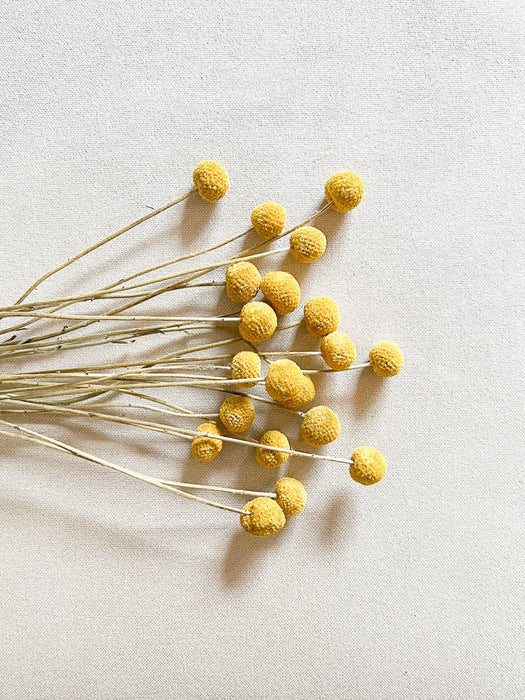 GIORGIO » Mazzo di Craspedia naturale 20 steli