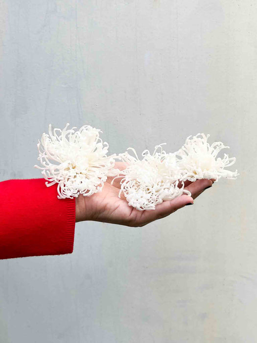 CATERINA » Confezione da 3 Crisantemi stabilizzati bianchi