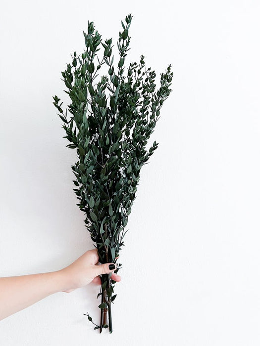 CRISTINA » Mazzo di Eucalipto Parvifolia stabilizzato verde