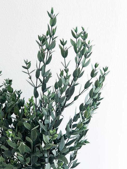 CRISTINA » Preserved green Eucalyptus Parvifolia bouquet