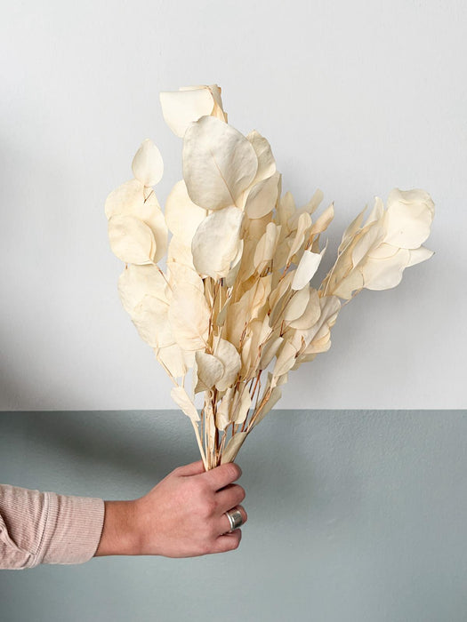 LAPO » White dried Eucalyptus Populus bouquet