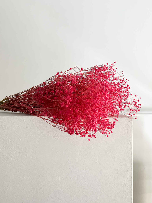 LOLITA » Mazzo di Gypsophila stabilizzata fucsia