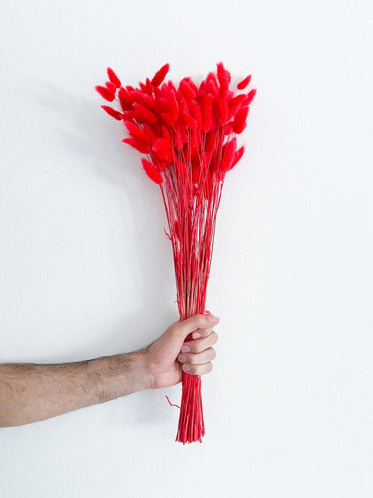 CARMINE » Red Lagurus bouquet