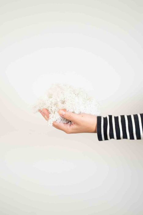 ELIO » Preserved white Nordic Moss 500gr