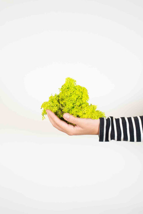 FELICIA » Preserved lime green Moss 500gr