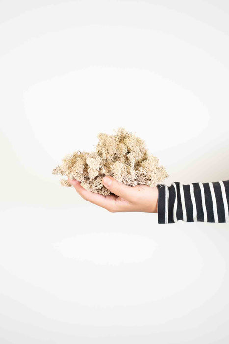 PERLA » Preserved natural Nordic Moss 500gr