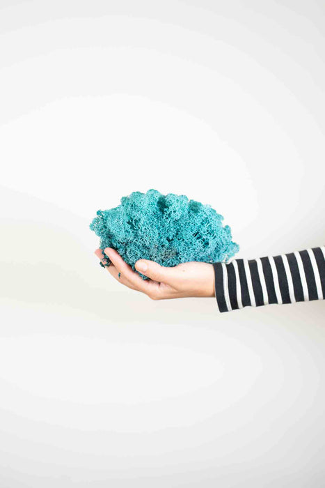 MERLINO » Preserved turquoise Nordic Moss 500gr