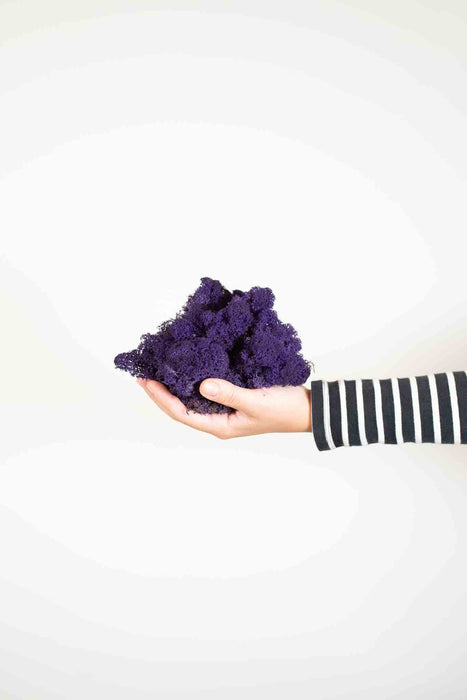 FIORELLA » Preserved purple Nordic Moss 500gr