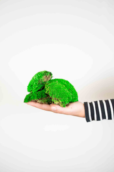 ZORA » Preserved green Ball Moss