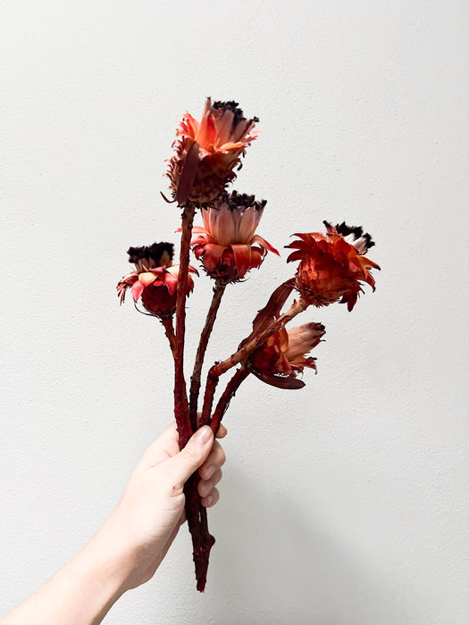 ANTONIO » Mazzo di Protee Nerifolia rossa