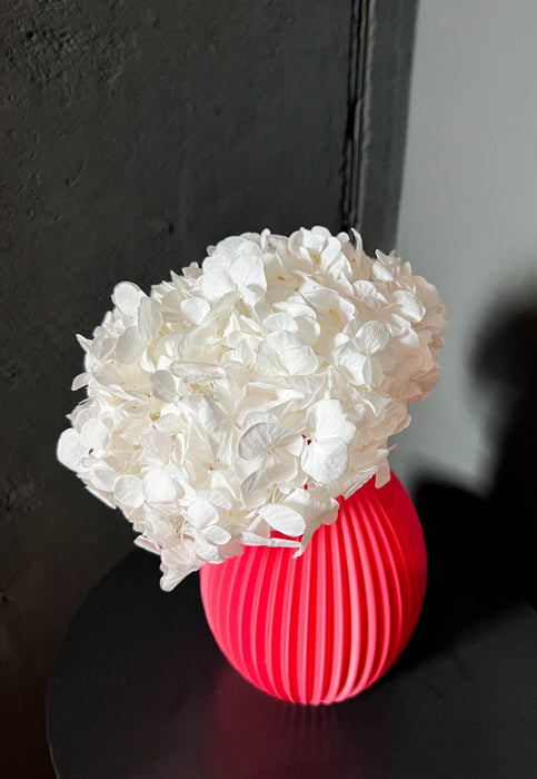 REGINA » Premium preserved white Hydrangea