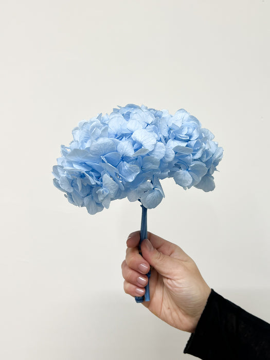 GIOELE » Premium preserved light blue Hydrangea