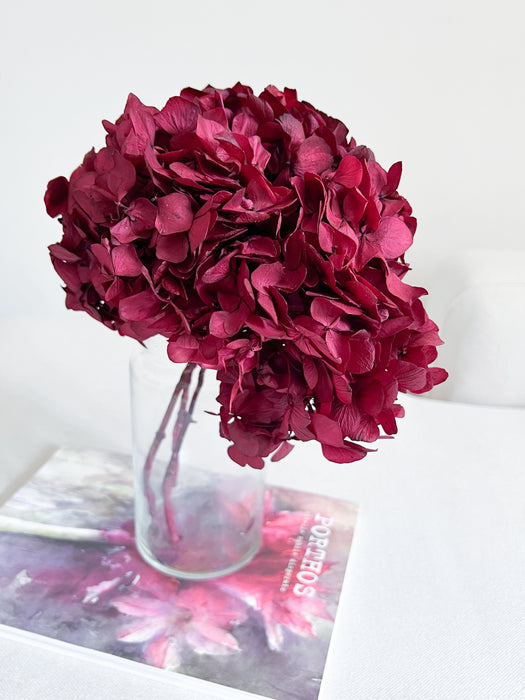 OFELIA » Ortensia stabilizzata magenta