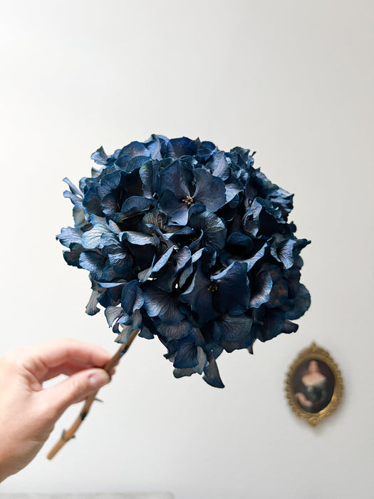 MIRKO » Extra blue preserved Hydrangea