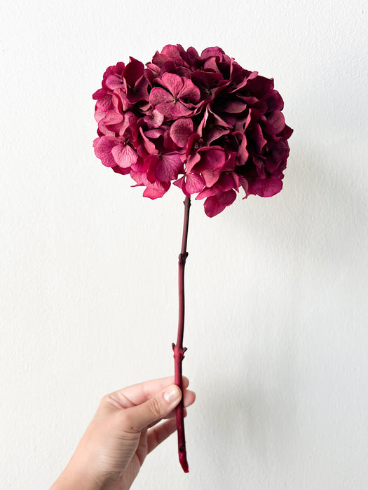 NORA » Preserved fuchsia Hydrangea extra