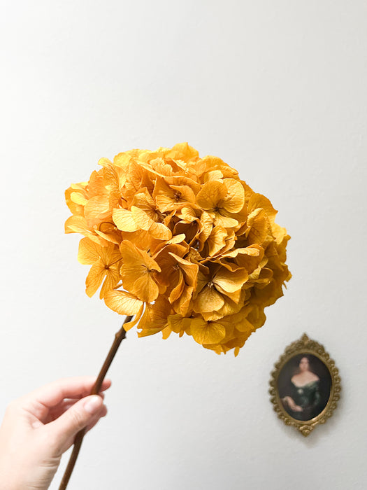 SANDRO » Extra mustard yellow preserved Hydrangea