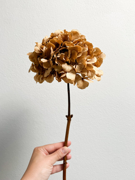 ARIANNA » Preserved natural Hydrangea extra