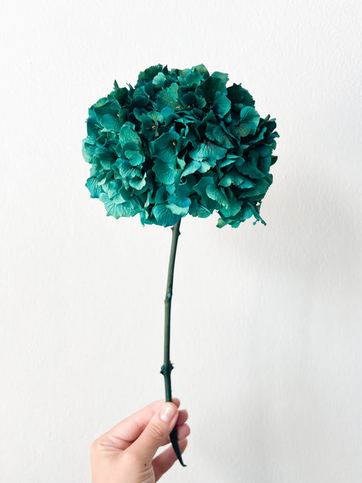 PIER » Preserved teal Hydrangea extra